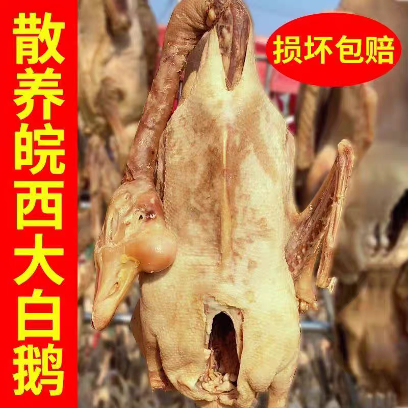 安徽寿县皖西大白鹅农家腌制腊鹅风干鹅大包鹅整只带翅膀带爪咸鹅