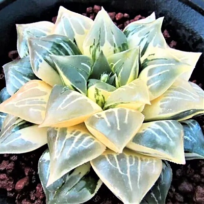 新品摩迪卡锦十二卷瓦苇一物一拍多肉植物冰灯玉露寿Haworthia