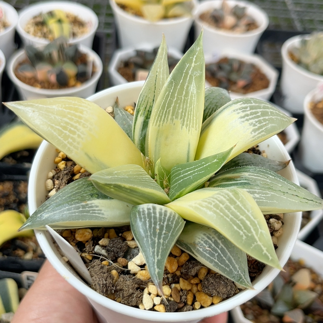 798实生糊斑寿锦,鲜花速递/花卉仿真/绿植园艺,多肉植物,淘宝优惠券,粉丝福利购,淘宝优惠卷