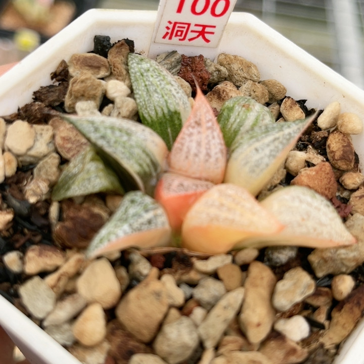 100青蟹锦