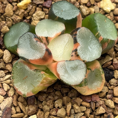 新品空门万象锦一物一拍瓦苇属百合科十二卷多肉植物haworthia