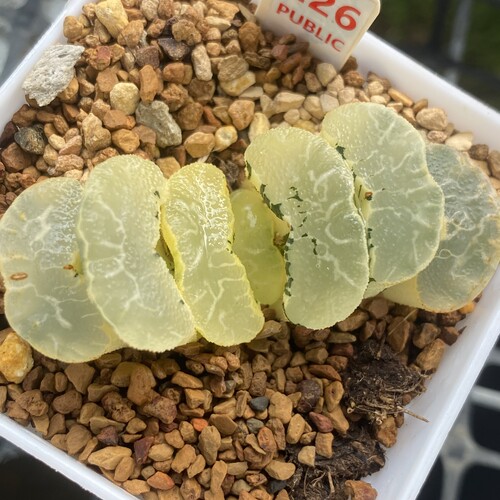 糊斑大绳玉扇锦糊斑隼×玄武玉扇锦多肉植物一物一拍Haworthia
