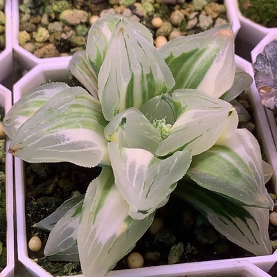 新品冰城寿锦有根一物一拍瓦苇属百合科十二卷多肉植物haworthia