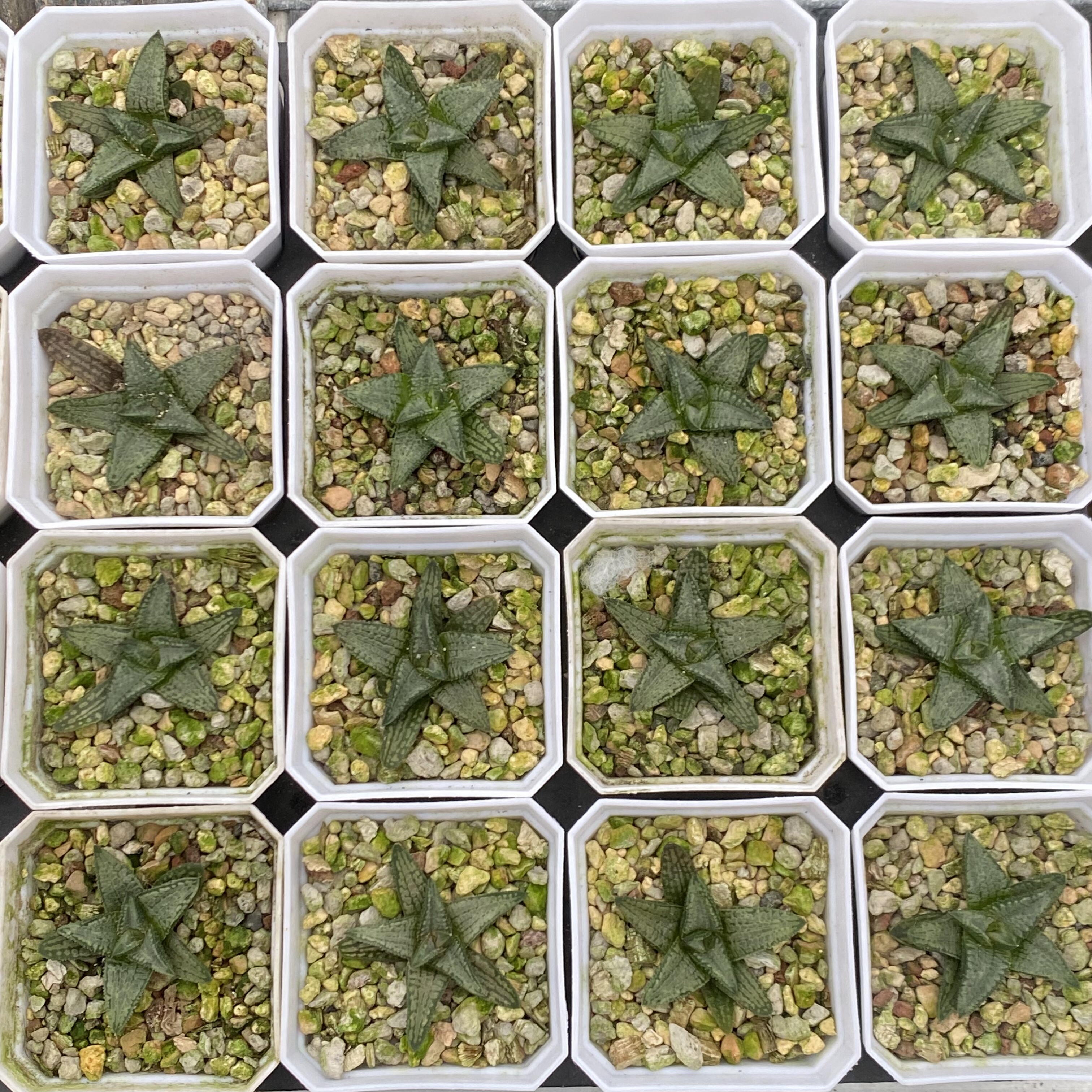 新品银狼蛛硬叶十二卷多肉植物包邮非偏远地区带盆发货