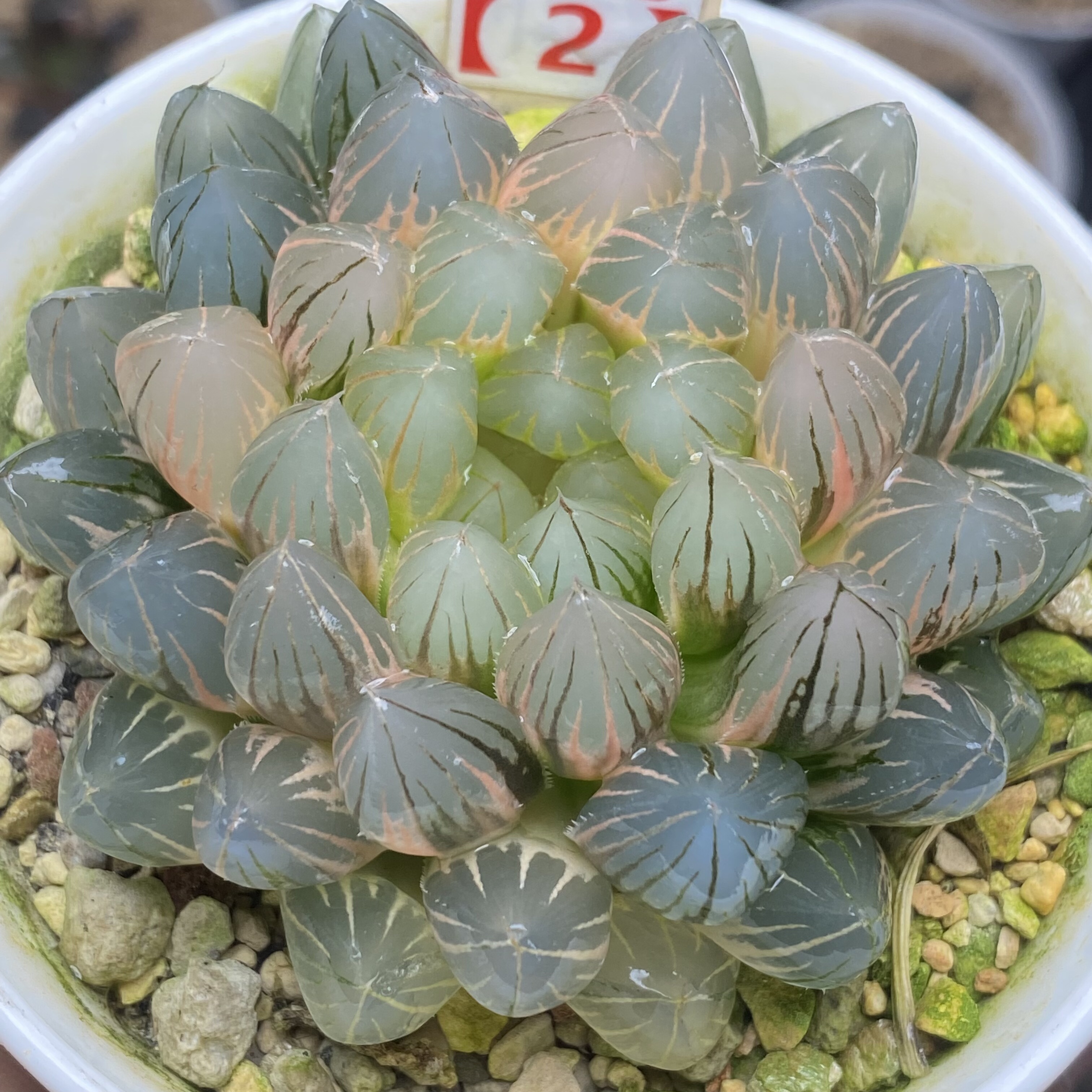 精美霓虹灯玉露一物一拍