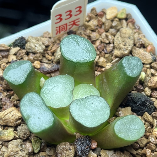 新品夜光杯万象一物一拍多肉植物冰灯玉扇瓦苇属十二卷haworthia