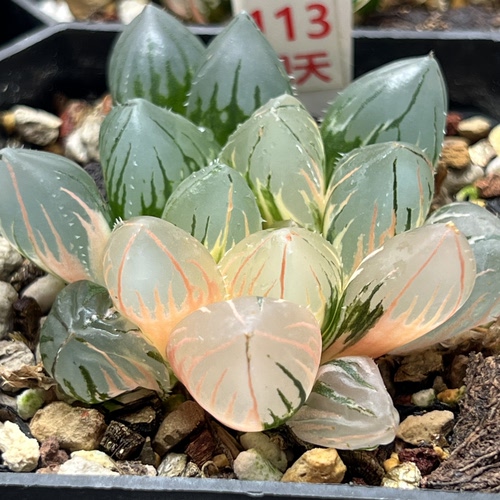 新品OH3玉露锦瓦苇十二卷多肉植物一物一拍多肉植物Haworthia