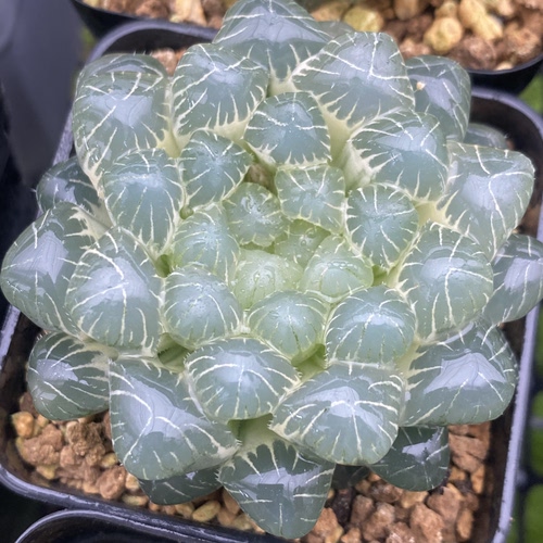 糊斑湖水玉露锦冰灯玉露锦瓦苇十二卷多肉植物一物一拍Haworthia