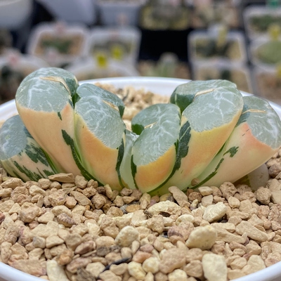 碧峰玉扇锦一物一拍瓦苇十二卷多肉植物Haworthia