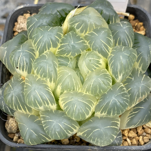 糊斑湖水玉露锦实生玉露锦瓦苇十二卷多肉植物一物一拍Haworthia