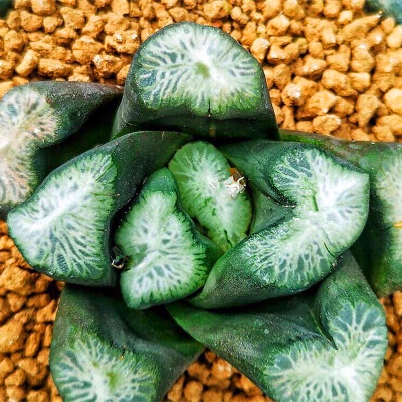 布引万象一物一拍十二卷多肉植物美纹大型卡罗拉大爆炸满38包邮