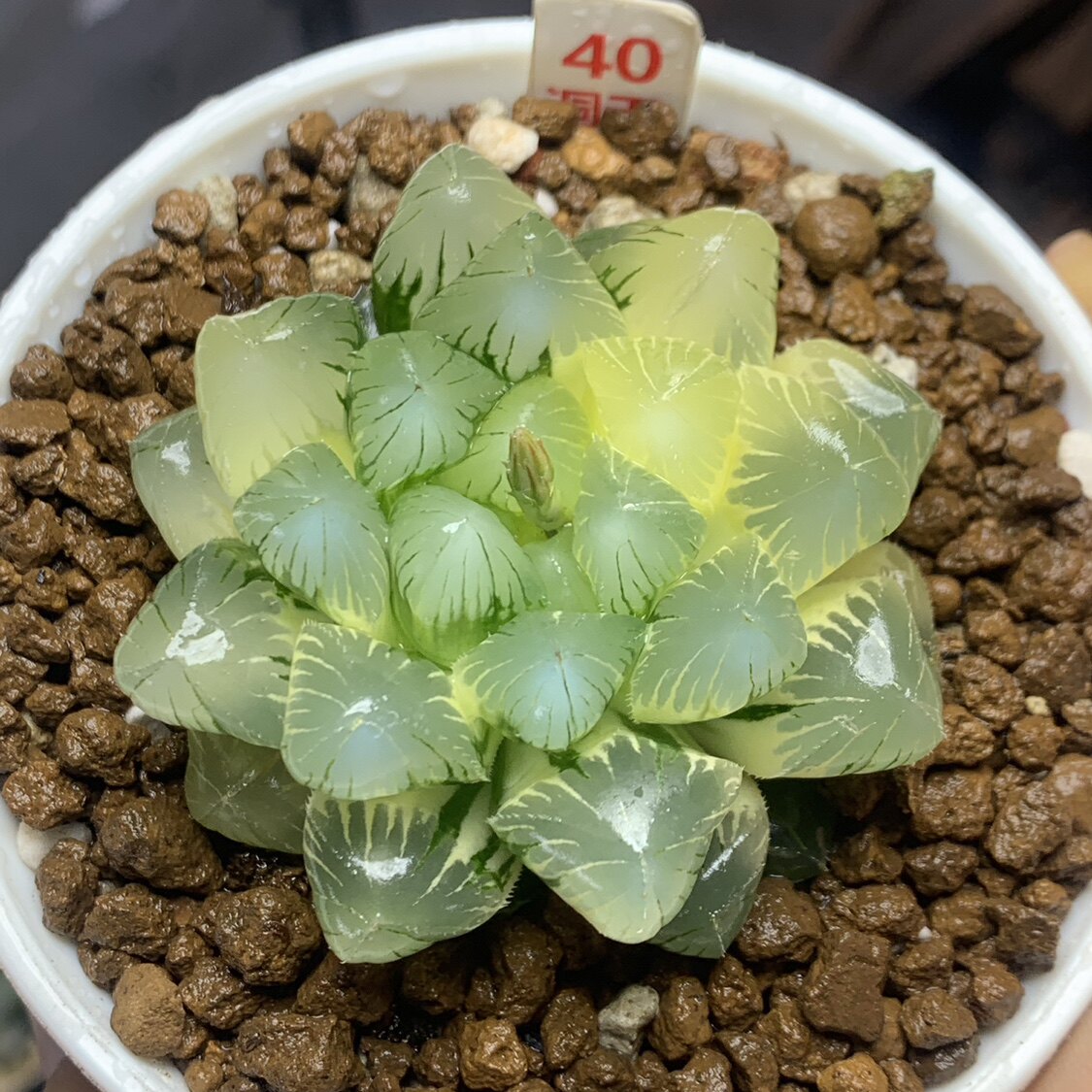 40号实生巨大赤线玉露锦有根一物一拍带盆发货多角度拍摄