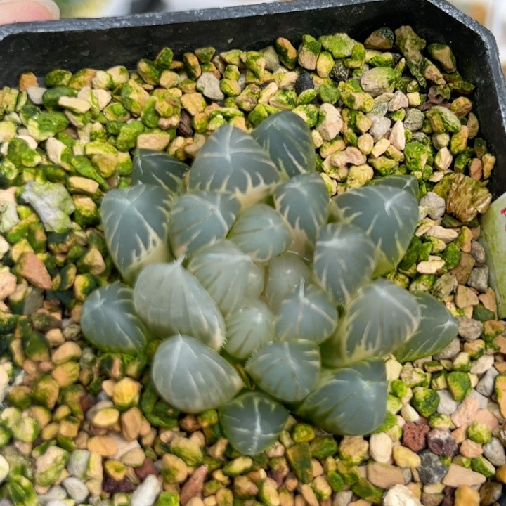 147白糊斑霓虹灯,鲜花速递/花卉仿真/绿植园艺,多肉植物,淘宝优惠券,粉丝福利购,淘宝优惠卷