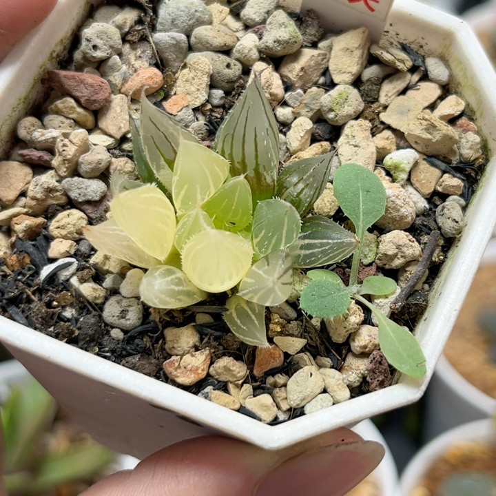 499大卫针管锦,鲜花速递/花卉仿真/绿植园艺,多肉植物,淘宝优惠券,粉丝福利购,淘宝优惠卷