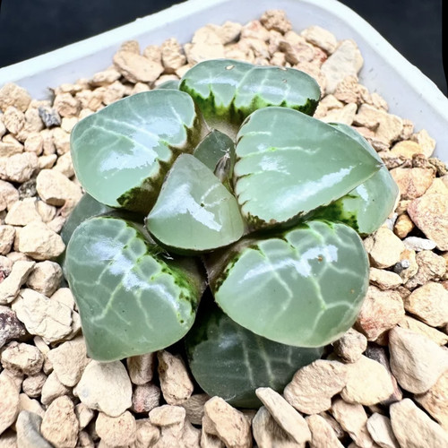 月光女神玉露冰灯十二卷多肉