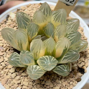 732糊斑胭脂玉露锦