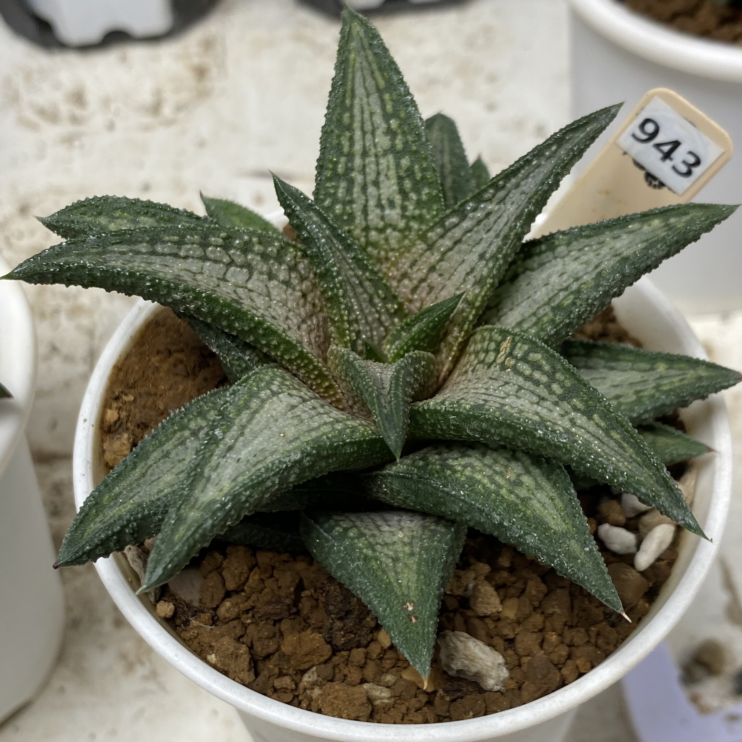 新品锦带桥硬叶十二卷多肉植物一物一拍瓦苇十二卷haworthia