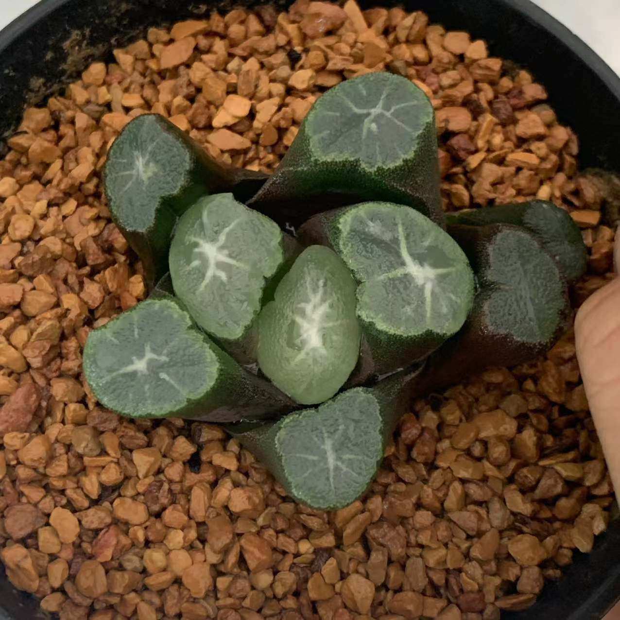 山本欧万象瓦苇十二卷多肉植物白妙翡翠龙艾格尔布引山之翠空门