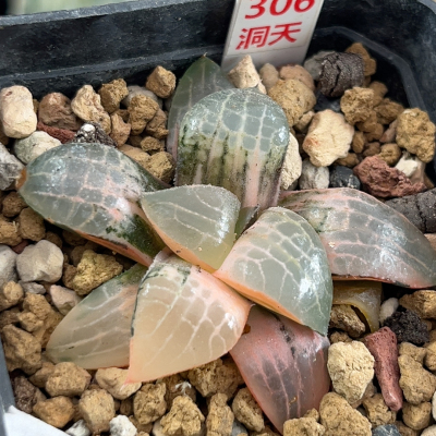 306玻璃康平锦