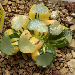 新品空门万象锦一物一拍瓦苇属百合科十二卷多肉植物haworthia