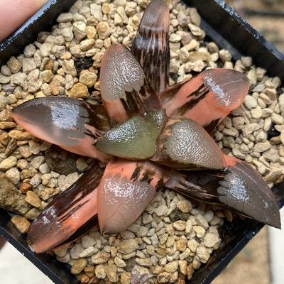 新品大黑天克锦丘比特锦瓦苇十二卷克里克特锦一物一拍Haworthia
