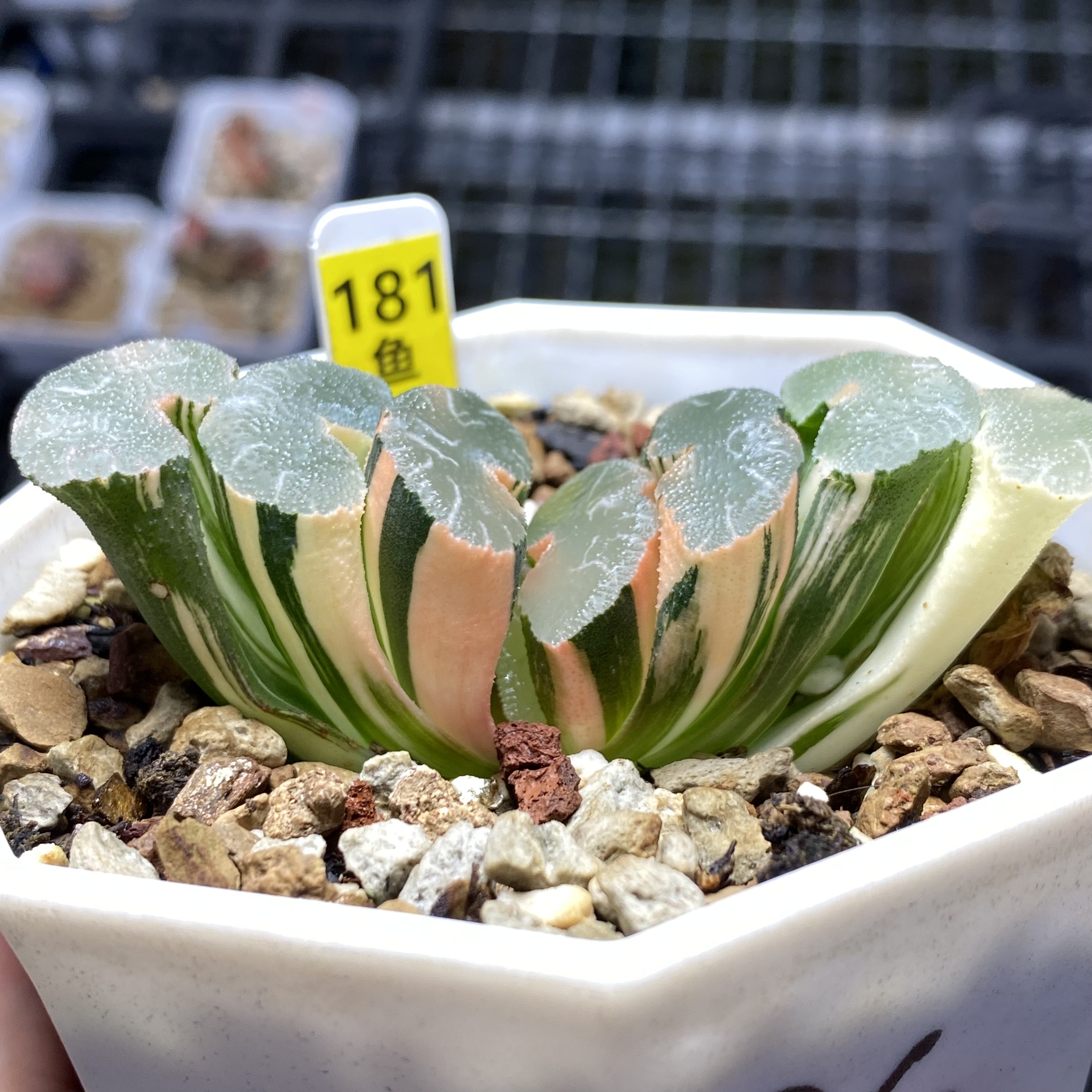 新品大绳玉扇锦一物一拍瓦苇十二卷多肉植物Haworthia