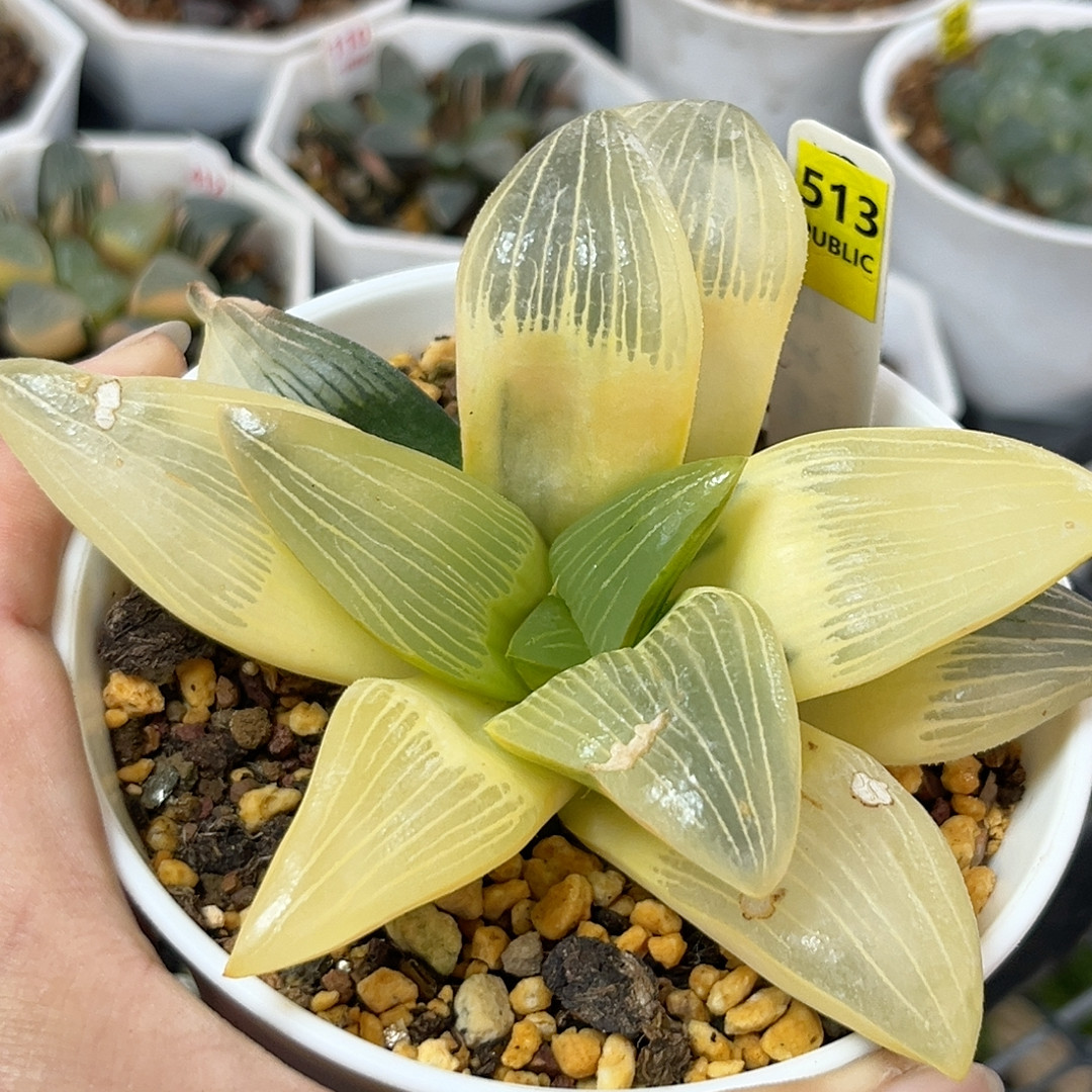 513实生糊斑寿锦,鲜花速递/花卉仿真/绿植园艺,多肉植物,淘宝优惠券,粉丝福利购,淘宝优惠卷