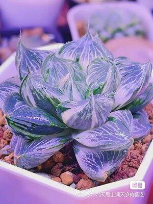 新品实生锦万象玉扇寿玉露一物一拍瓦苇十二卷多肉植物Haworthia