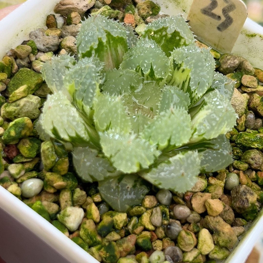 23玄玄冰玉露锦,鲜花速递/花卉仿真/绿植园艺,多肉植物,淘宝优惠券,粉丝福利购,淘宝优惠卷