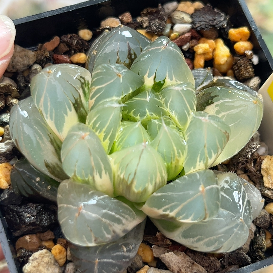 375糊斑水晶×冰川,鲜花速递/花卉仿真/绿植园艺,多肉植物,淘宝优惠券,粉丝福利购,淘宝优惠卷