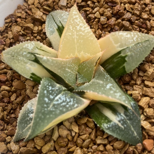 芭提雅寿锦一物一拍带盆发货瓦苇百合科十二卷多肉植物haworthia