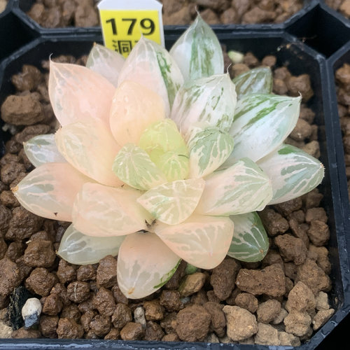 特价十二卷综合链接瓦苇十二卷多肉植物满15包邮haworthia5号
