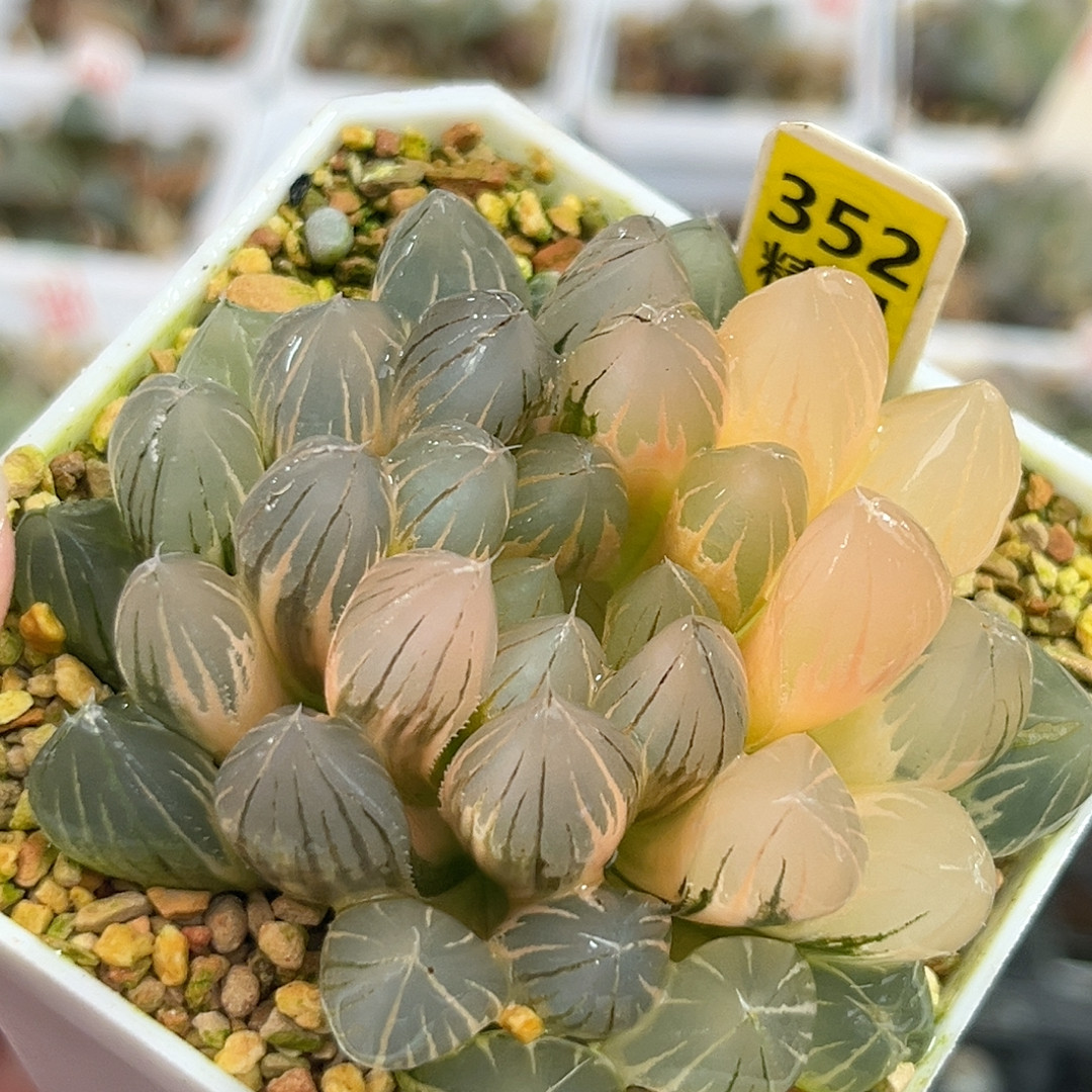 352糊斑霓虹灯,鲜花速递/花卉仿真/绿植园艺,多肉植物,淘宝优惠券,粉丝福利购,淘宝优惠卷