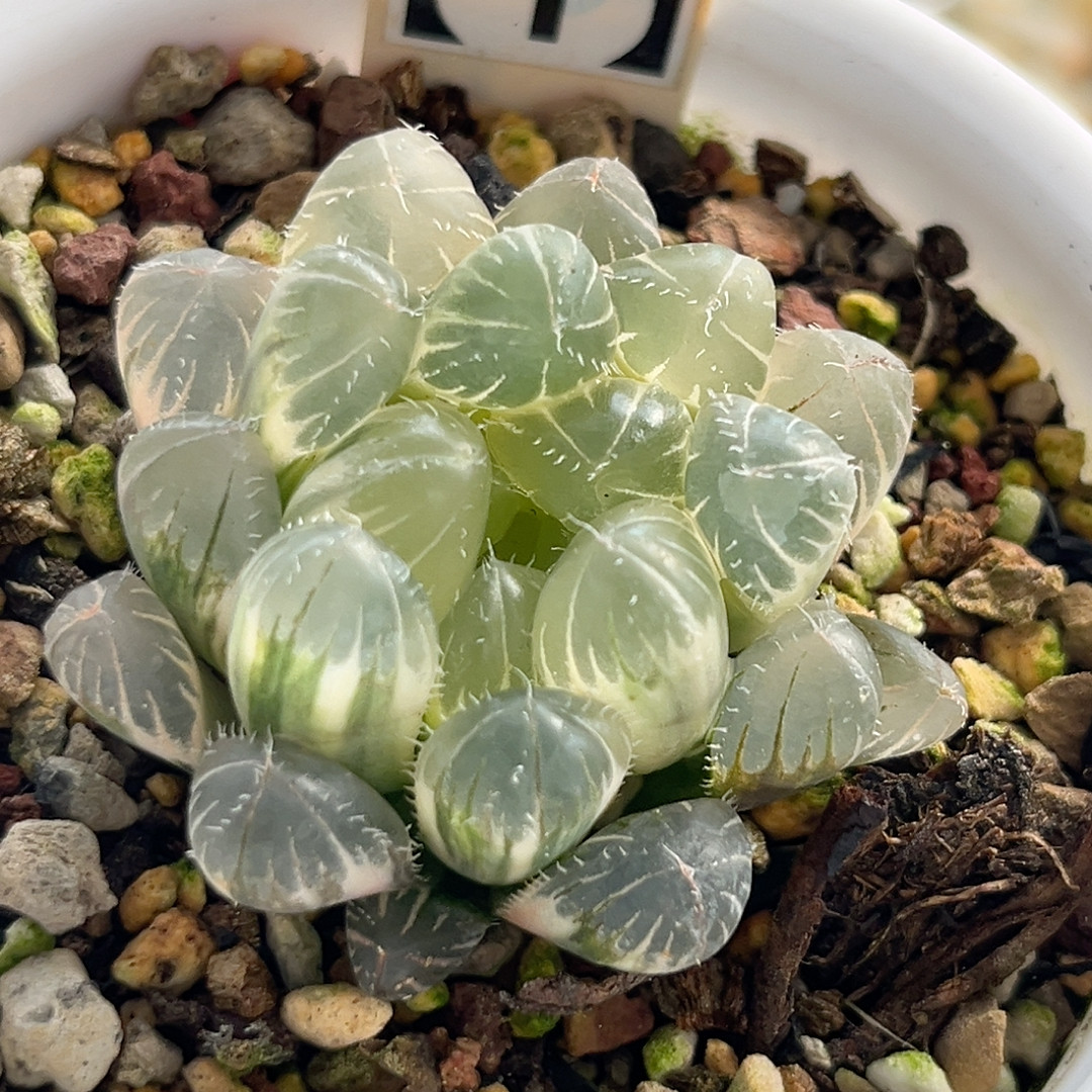 9实生糊斑玉露锦,鲜花速递/花卉仿真/绿植园艺,多肉植物,淘宝优惠券,粉丝福利购,淘宝优惠卷