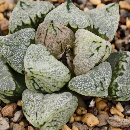 新品裹白银寿一物一拍全窗变异品种十二卷多肉植物Haworthia