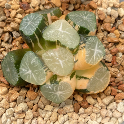 新品玉龙万象锦瓦苇十二卷多肉植物一物一拍Haworthia