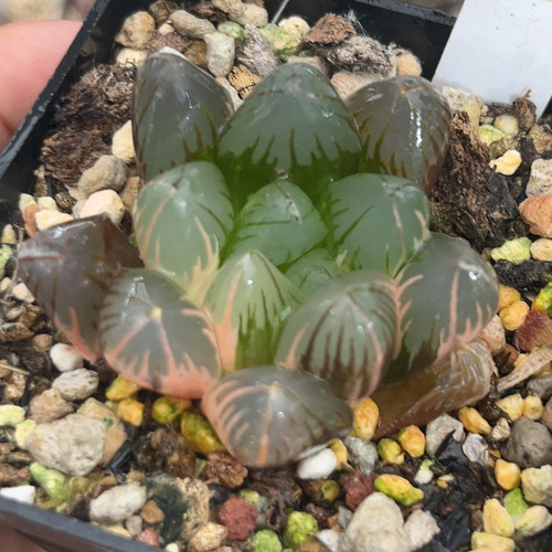 319黑葡萄
