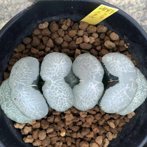 新品传奇蓝玉扇海野系玉扇瓦苇十二卷多肉植物一物一拍Haworthia