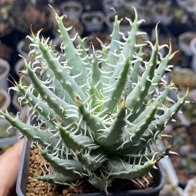 黑魔殿硬叶十二卷多肉植物瓦苇十二卷择优脱土发货Haworthia