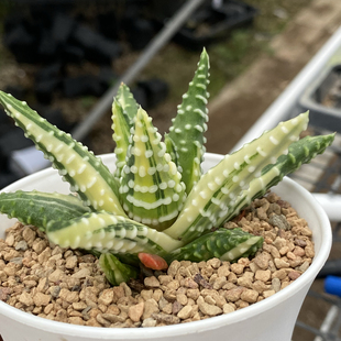 硬叶泪珠锦白折瑞鹤锦一物一拍瓦苇多肉十二卷植物haworthia