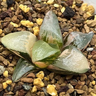 龙喜寿锦瓦苇十二卷多肉植物一物一拍haworthia