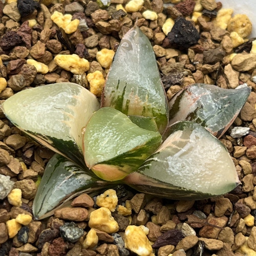 龙喜寿锦瓦苇十二卷多肉植物一物一拍haworthia