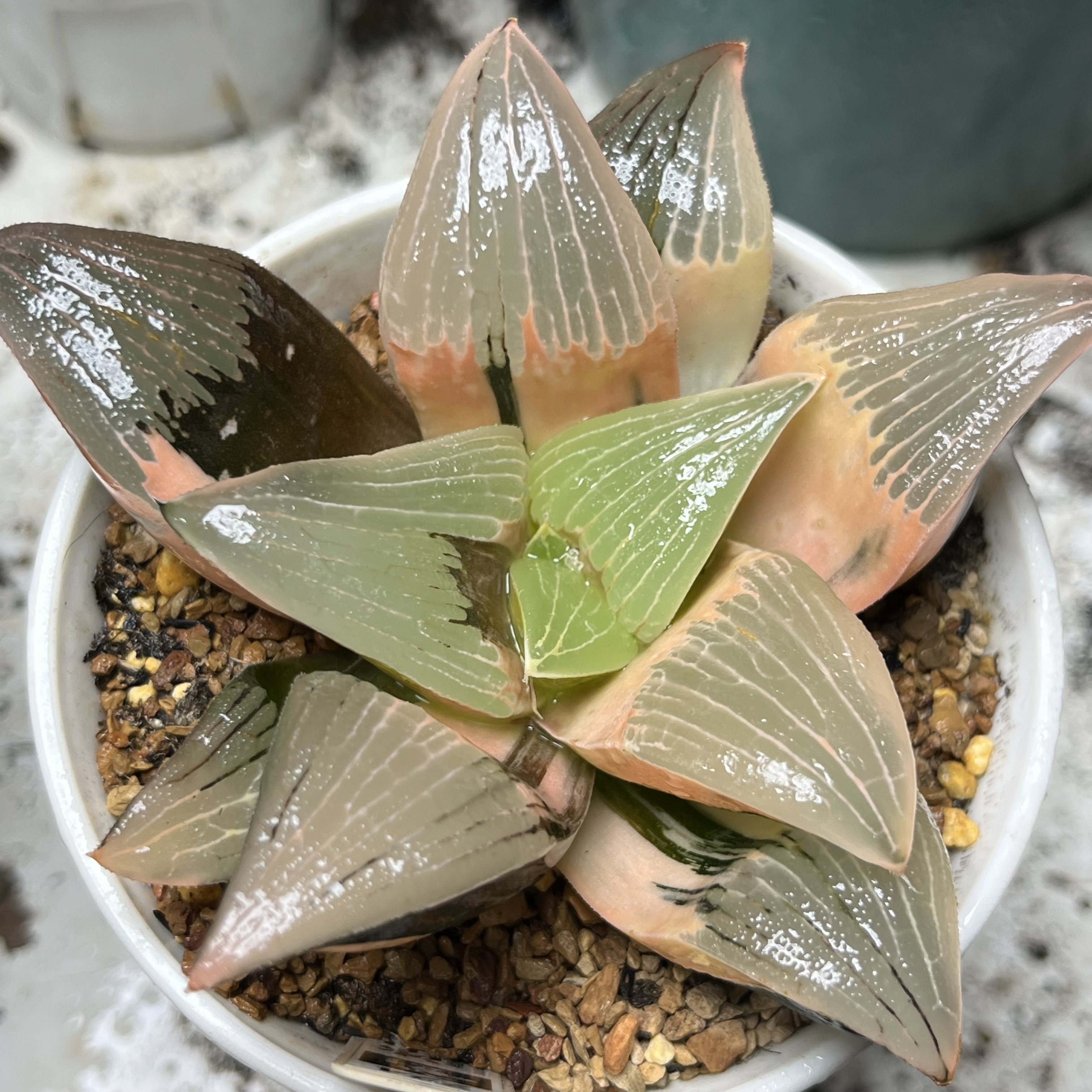 224号精品高端实生糊斑寿锦瓦苇十二卷多肉植物一物一拍Haworthia