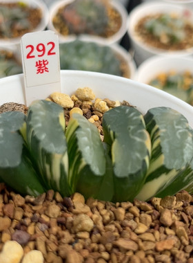 292隼×玄武玉扇锦