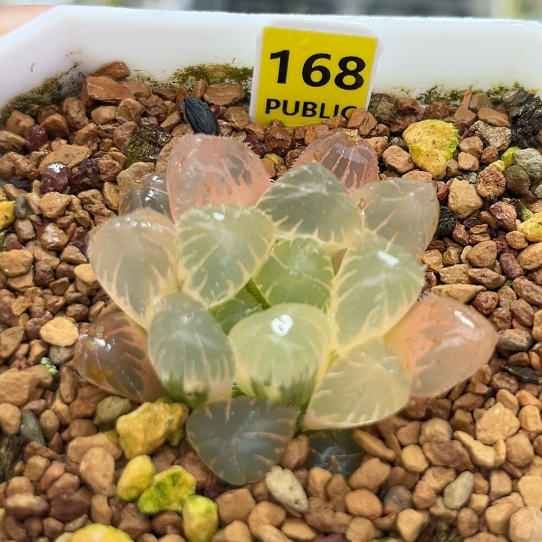 168实生糊斑玉露锦,鲜花速递/花卉仿真/绿植园艺,多肉植物,淘宝优惠券,粉丝福利购,淘宝优惠卷