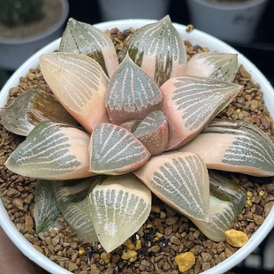 新品红太阳白银寿锦瓦苇十二卷多肉植物一物一拍Haworthia