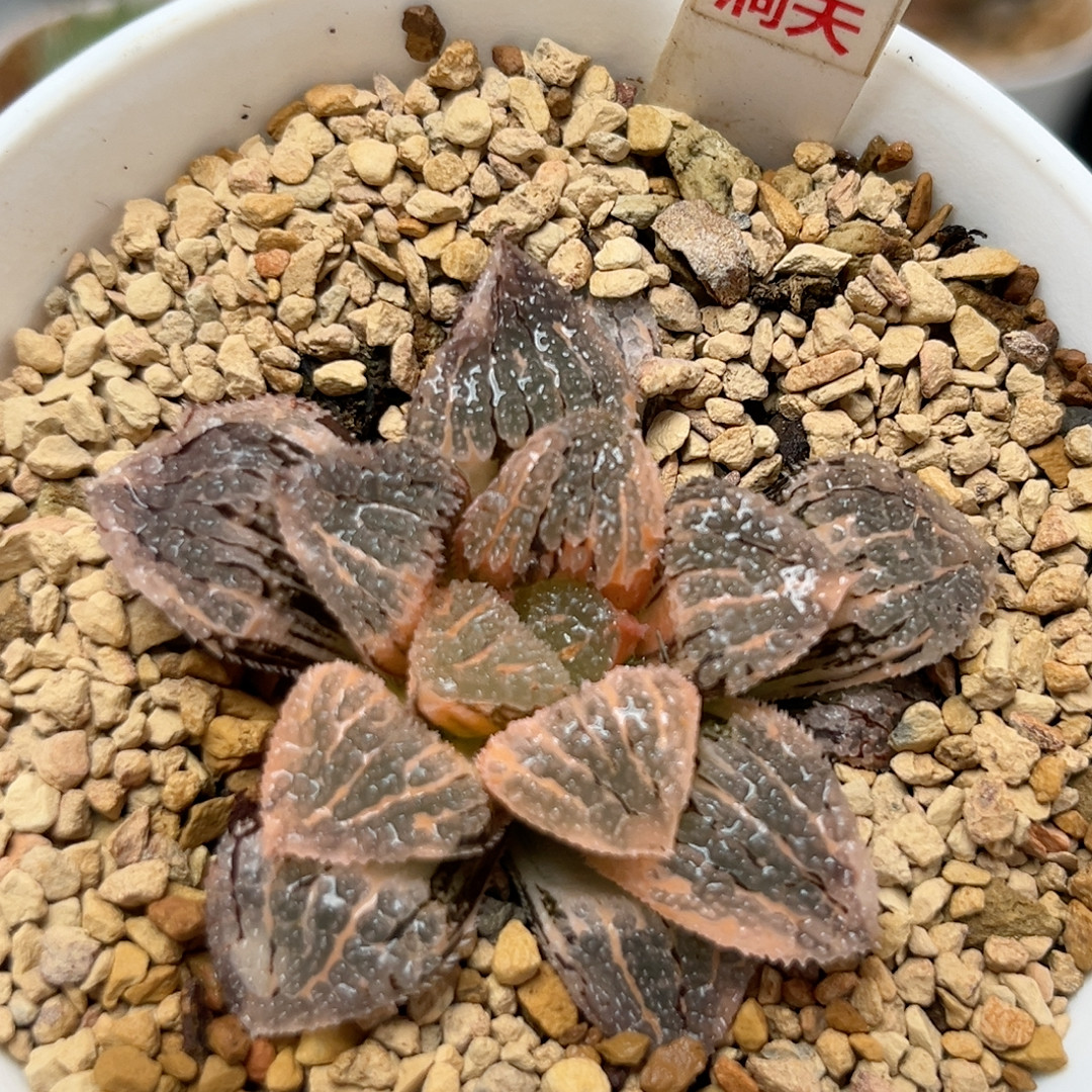 226具味城锦,鲜花速递/花卉仿真/绿植园艺,多肉植物,淘宝优惠券,粉丝福利购,淘宝优惠卷