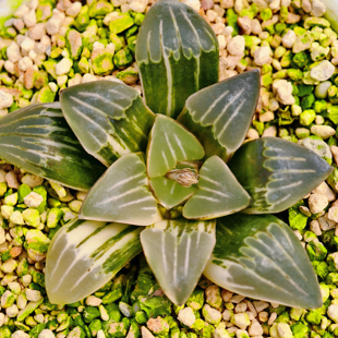 新品白寡妇寿锦一物一拍瓦苇十二卷多肉植物haworthia