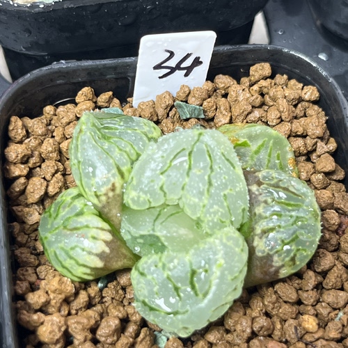 新品月光宝盒寿背窗十二卷多肉植物绿植盆栽一物一拍Haworth