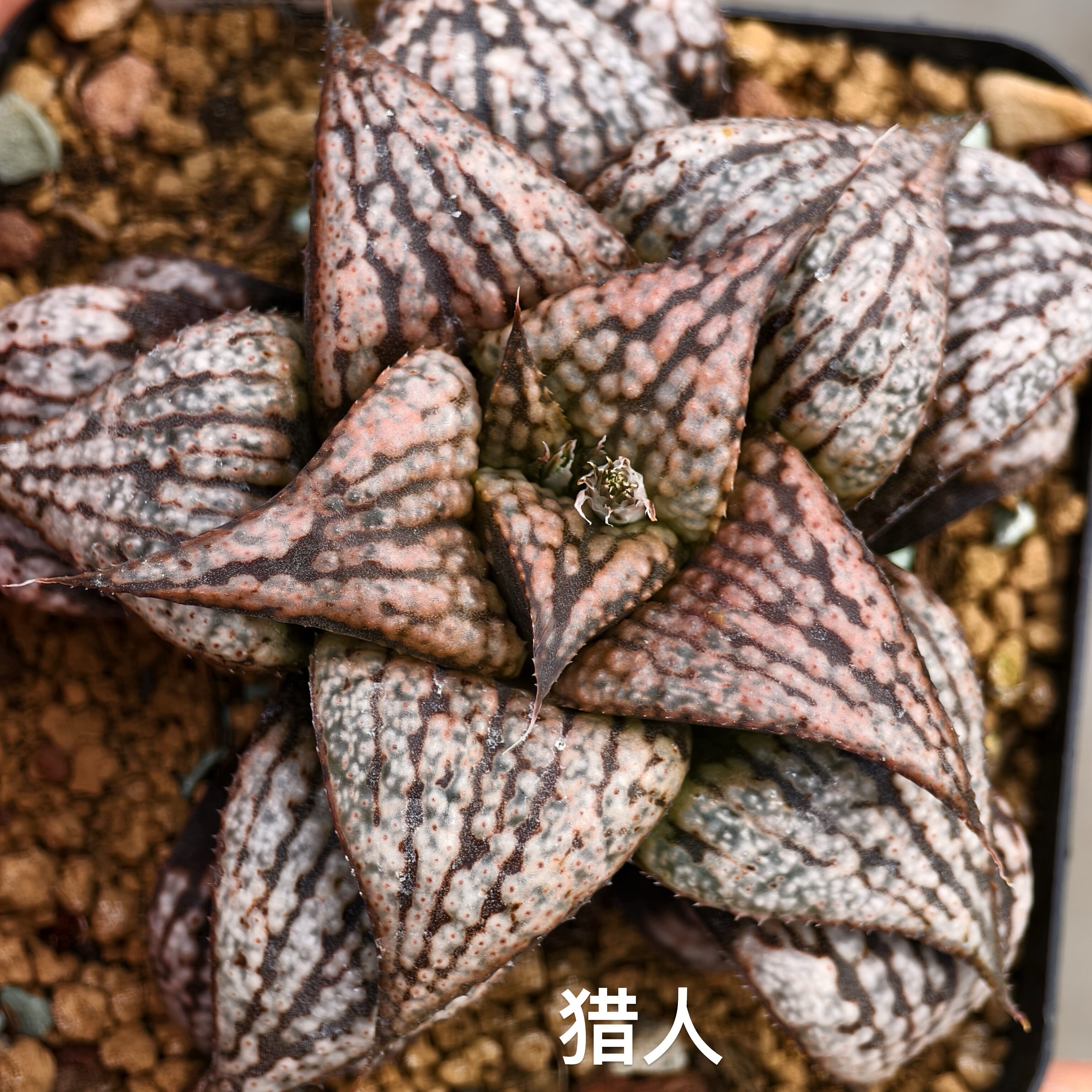 新品【猎人青蟹】瓦苇十二卷多肉植物一物一拍Haworthia